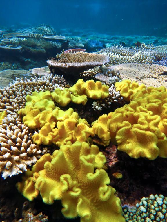 Mai Dive' Astrolabe Reef Resort Naqara Exterior photo