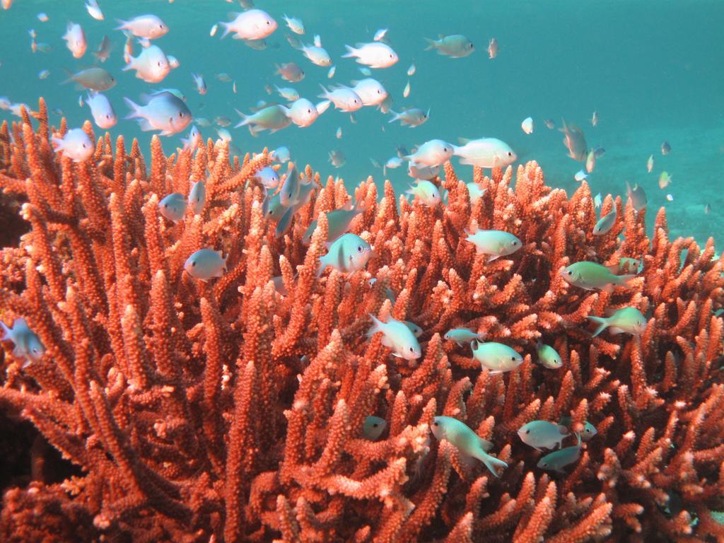 Mai Dive' Astrolabe Reef Resort Naqara Exterior photo